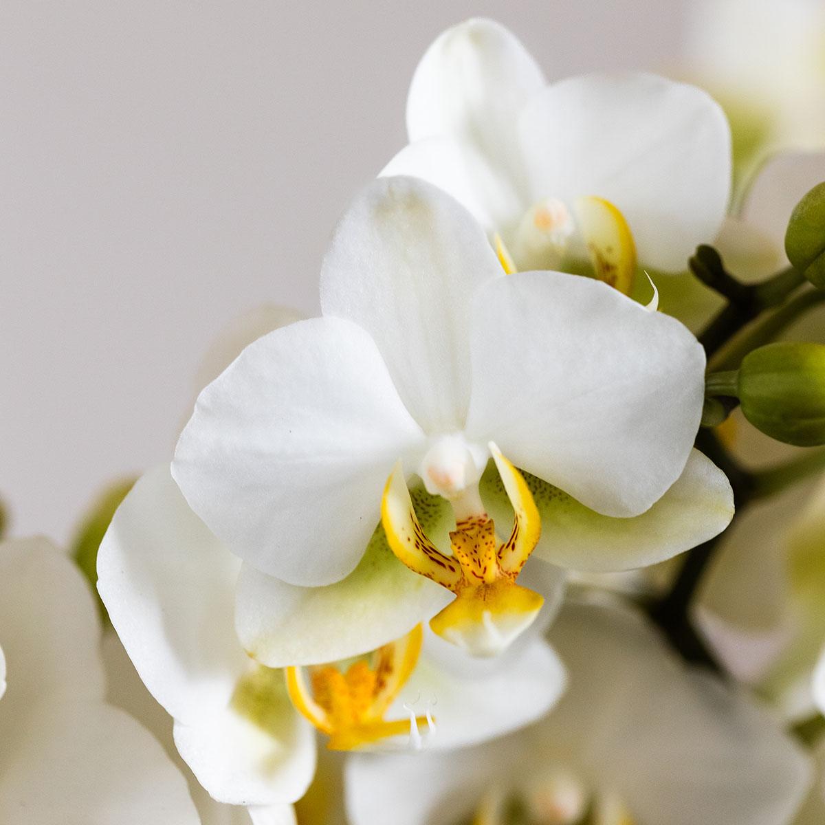 Kolibri Orchids | Weißes Orchideenset in Como-Schale inkl. Wasserreservoir | Drei Weiße Lausanne-Orchideen 9cm | Mono-Bouquet Weiß mit Selbstbewässerungssystem 