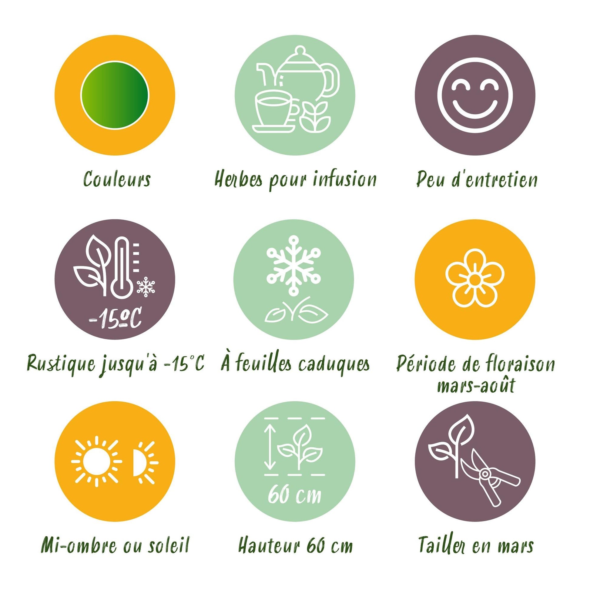 Staudenset „Teekräuter“ – 8 aromatische Kräuterstauden für ca. 1 m² – Für frischen Kräutertee aus dem eigenen Garten – Pflegeleichtes Kräuterpaket – Ø11 cm 