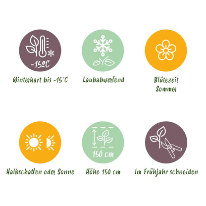 GreenboutiQ - Gartenpflanze - Cotinus coggyria Young Lady - Grün 1 Pflanze - Laubabwerfend - Wenig Pflege - Topf 12cm Höhe 35cm 