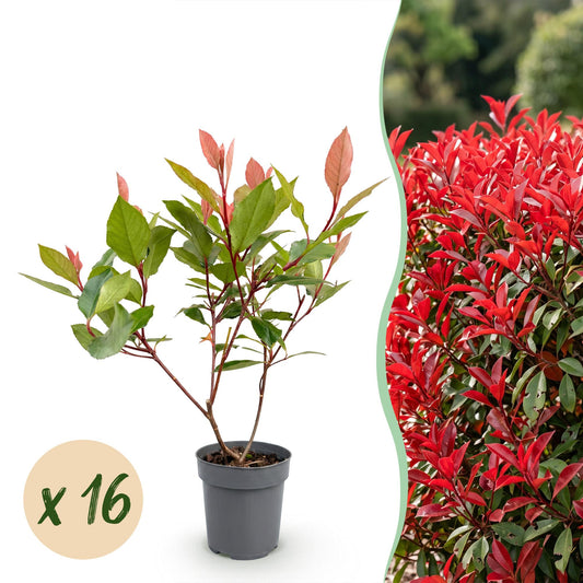 Glanzmispel 'Little Red Robin' – Photinia fraseri 'Little Red Robin' – 16 Heckenpflanzen – Topf Ø9cm – Höhe 25-35cm – Winterhart & immergrün