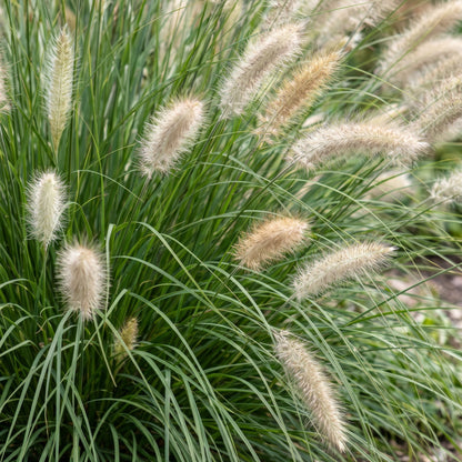 Lampenputzergras 'Hameln' – Pennisetum alopecuroides 'Hameln' – Topf Ø11cm – Bienenfreundliche Staude für Garten & Balkon
