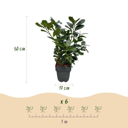 Kirschlorbeer - Prunus laurocerasus Etna - Hecke - Blatt grün - 6 Pflanzen - 1 laufender Meter - immergrün - Topf 17cm Höhe 50cm