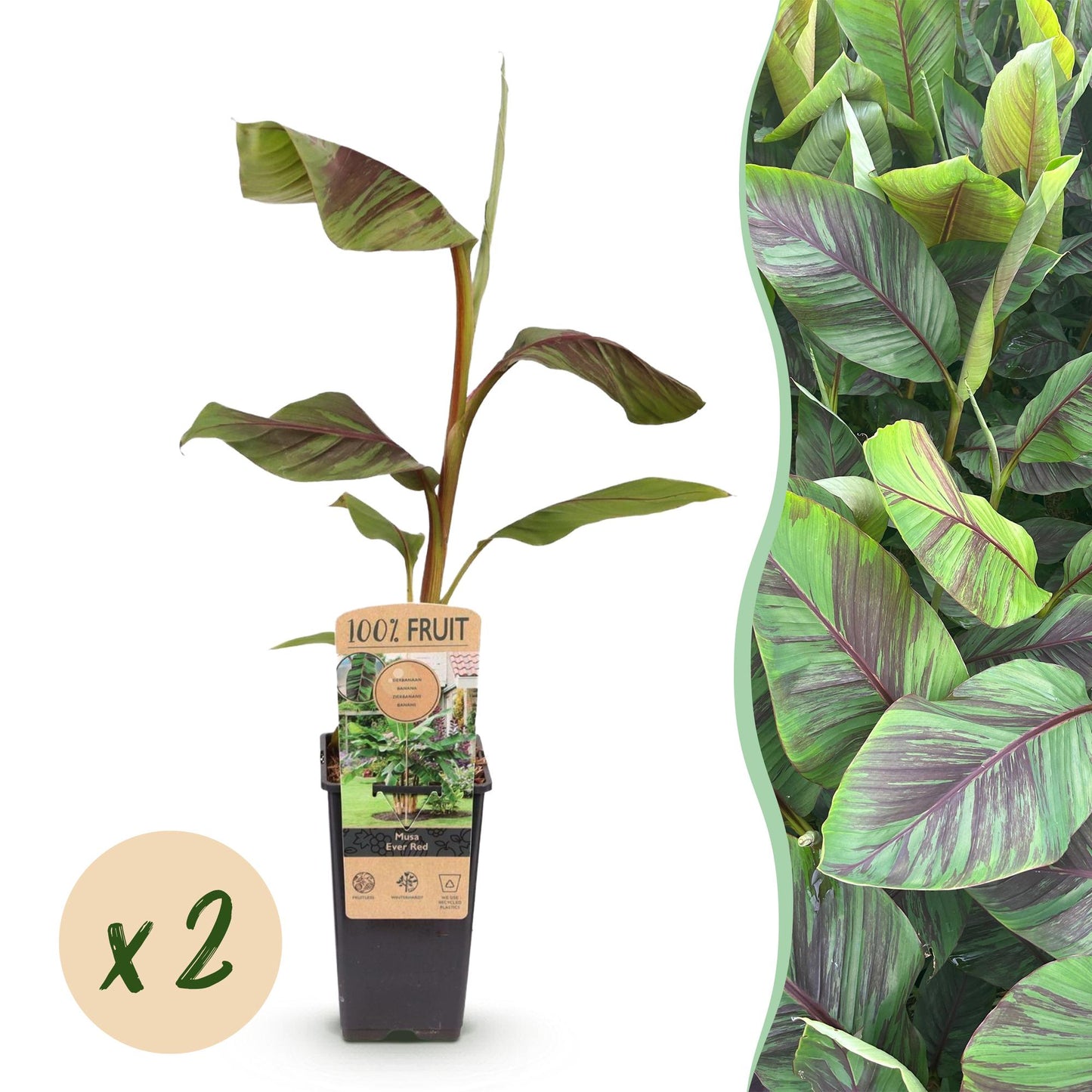Bananenpflanze – Japanische Faserbanane – Musa Ever Red – Obstpflanze – Winterhart – 2 Pflanzen – 15cm – Höhe ca. 50cm 
