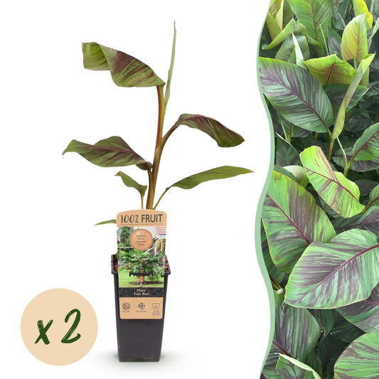 Bananenpflanze – Japanische Faserbanane – Musa Ever Red – Obstpflanze – Winterhart – 2 Pflanzen – 15cm – Höhe ca. 50cm 