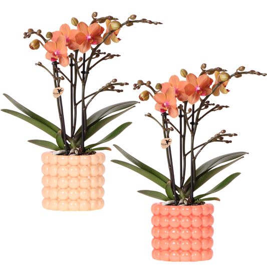 Kolibri Company | Pflanzenset Poppy Orange Orchids | Orange Bolzano Orchidee inkl. Poppy Peach & Poppy Orange Keramikübertöpfe – Topfgröße Ø9 cm 