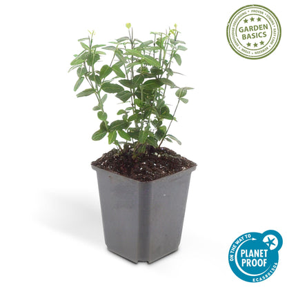 Immergrüne Kriechspindel – Euonymus fortunei radicans – ↑10-25cm – Ø9cm – 60 Pflanzen – Bodendecker, winterhart & pflegeleicht – Schattengarten & Kletterpflanze