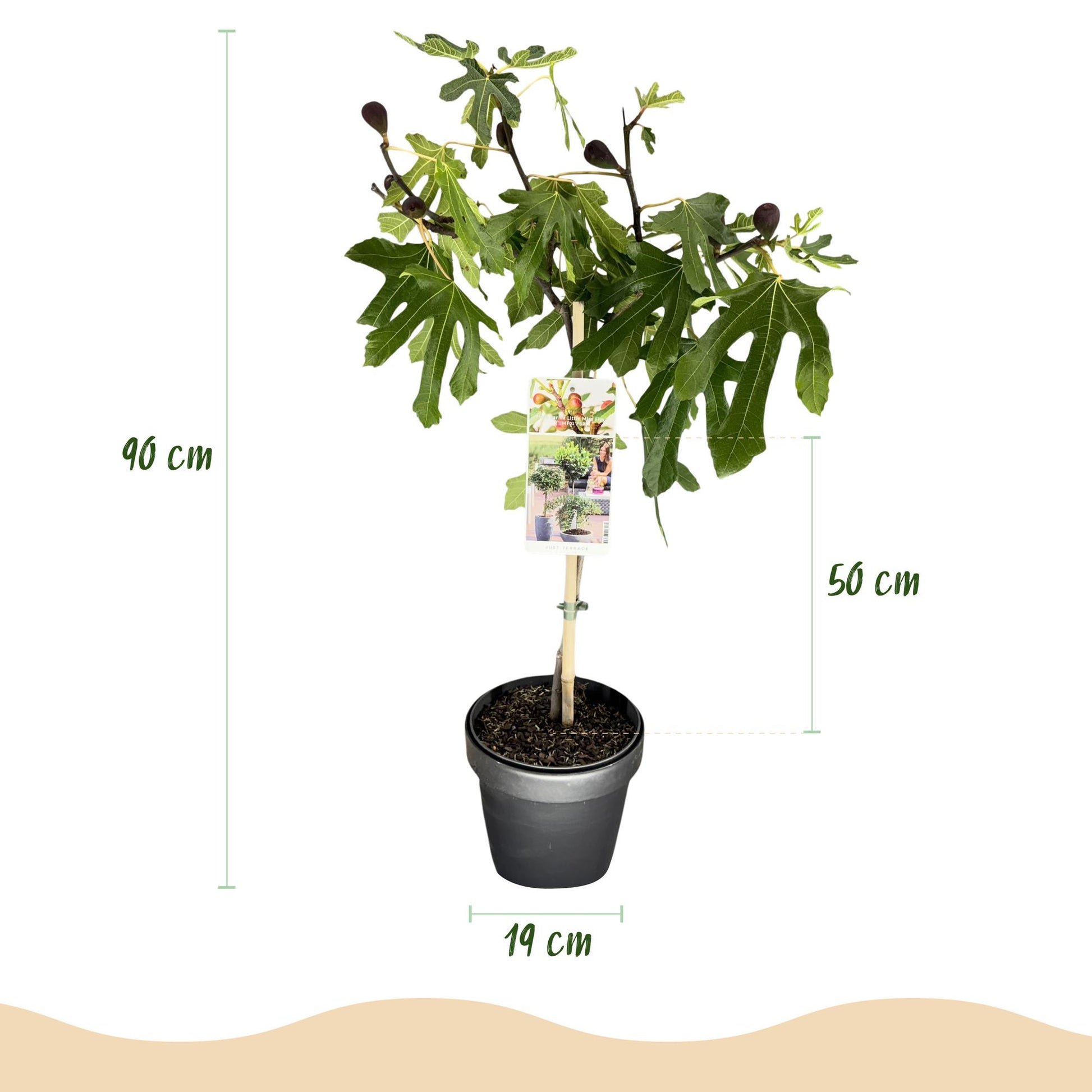 GreenboutiQ - Stamm Pflanze - Ficus carica Little Miss Figgy - Terrassen Pflanze - Laubabwerfend - Winterhart - Grüne Frucht - Topf 19cm Höhe 90cm 