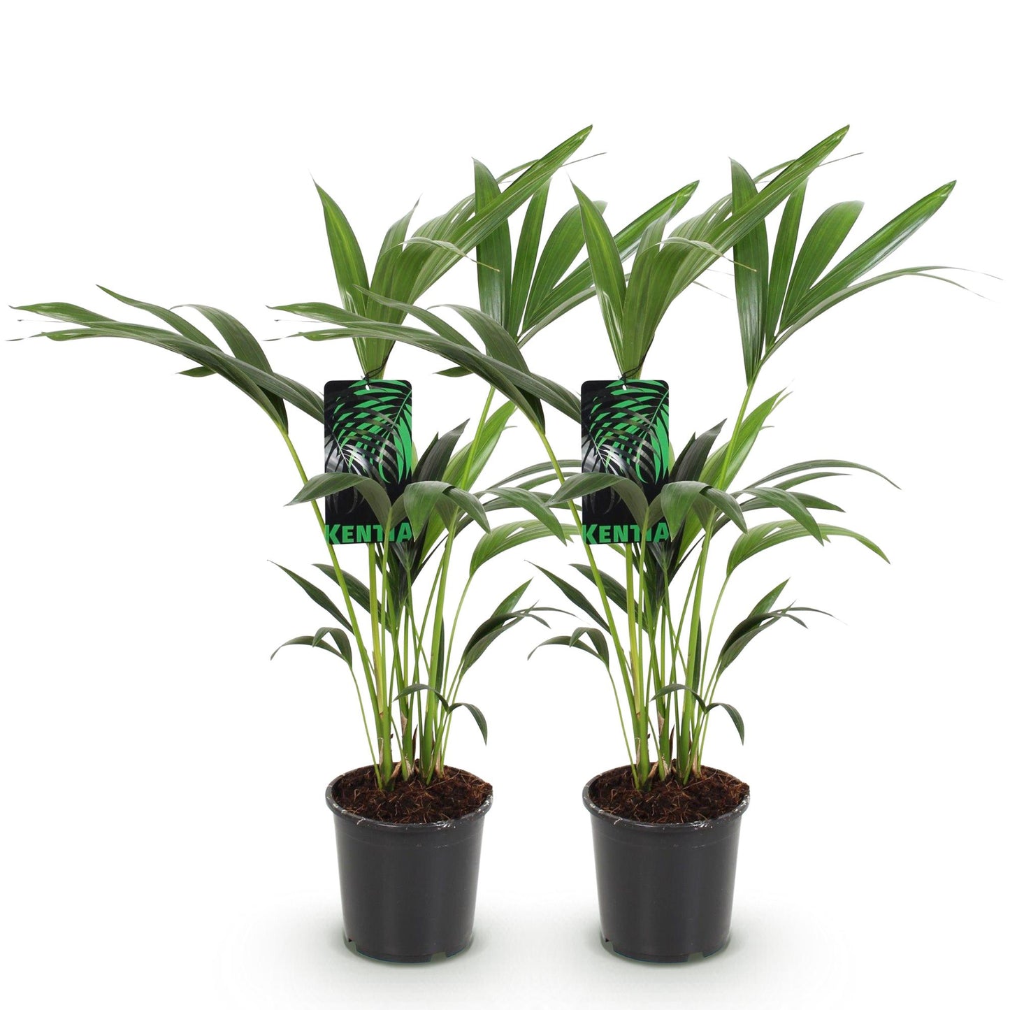 Howea Forsteriana – Kentia-Palme – 2 Pflanzen – 70–75cm – 17cm – Pflegeleichte Zimmerpalmen mit eleganten Wedeln – Robuste, luftreinigende Grünpflanzen für stilvolle Innenräume 