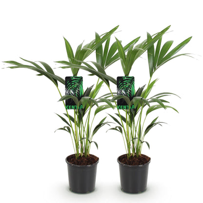 Howea Forsteriana – Kentia-Palme – 2 Pflanzen – 70–75cm – 17cm – Pflegeleichte Zimmerpalmen mit eleganten Wedeln – Robuste, luftreinigende Grünpflanzen für stilvolle Innenräume 