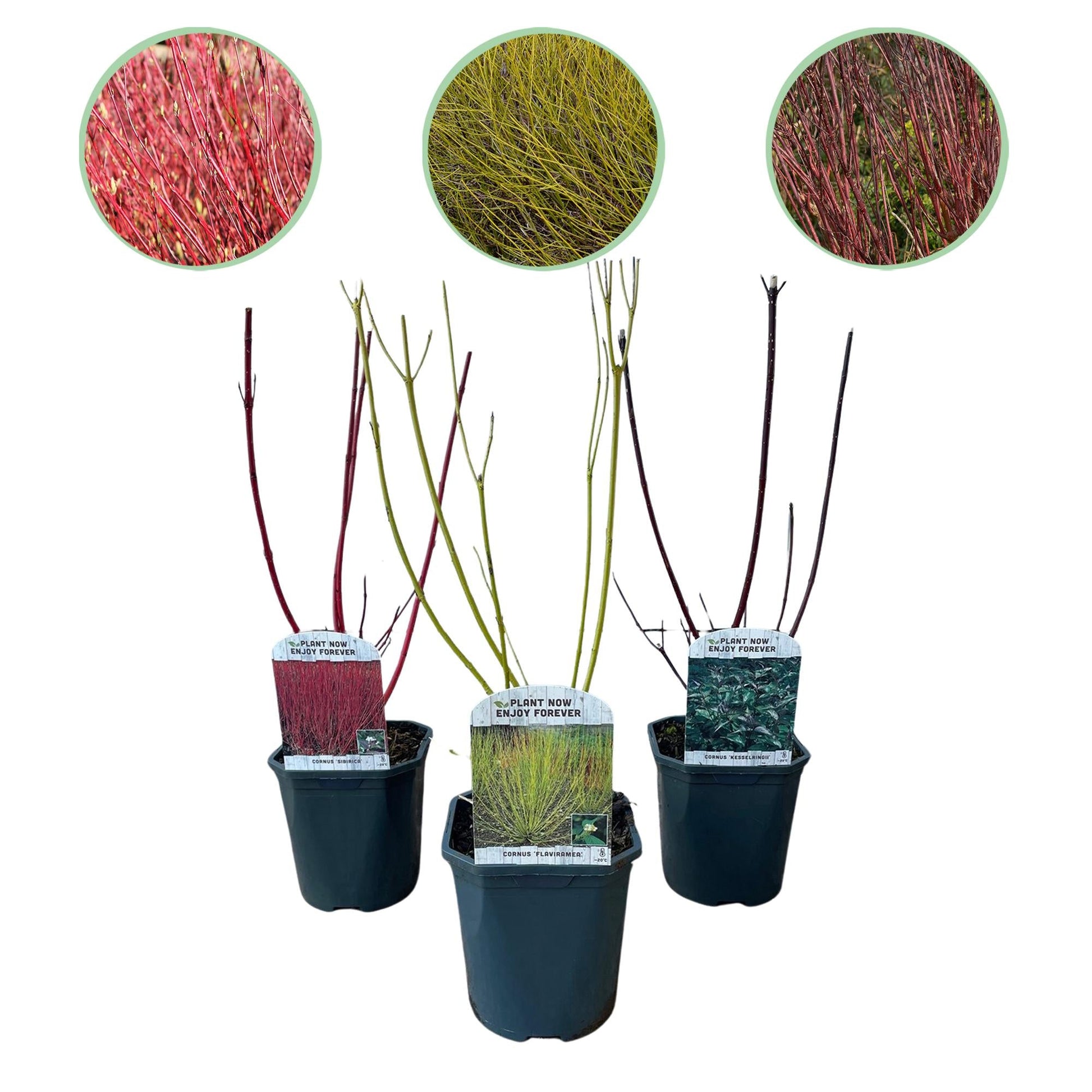 GreenboutiQ - Sträucher - Cornus alba Tricolour - Kombination aus Roten, Grünen und Lila Zweigen - 3 Pflanzen - Laubabwerfend - Wenig Pflege - Topf 17cm Höhe 45cm 