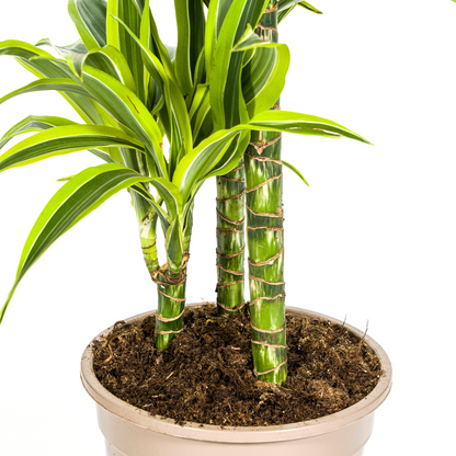 Dracaena Deremensis Lemon Lime mit Korb Ø21cm - ↕90 - 110cm 