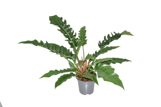 Philodendron Narrow Escape - Ø19cm - ↕55cm 