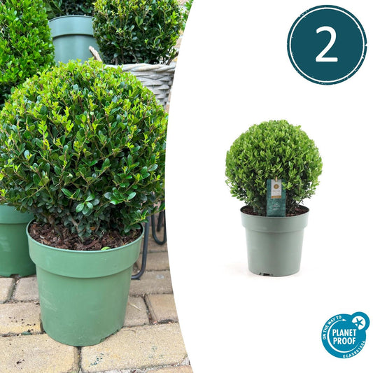 Ilex crenata 'Jenny' – Stechpalme Kugeln – Ø25cm – 2 Pflanzen – Buchsbaum-Alternative – Pflegeleichte & Winterharte Gartenpflanzen