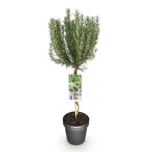GreenboutiQ - Stamm Pflanze - Rosmarinus officinalis - Terrassen Pflanze - Immergrün - Winterhart - Lila Blüte - Topf 19cm Höhe 90cm 