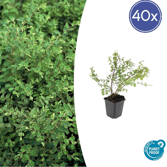 Niedrige Purpurbeere Symphoricarpos ch. 'Hancock' – 40 Pflanzen – Winterharter Strauch – Weiße Blüten & Beeren – Ø9cm – ↕10–25cm – Pflegeleicht & Wetterbeständig