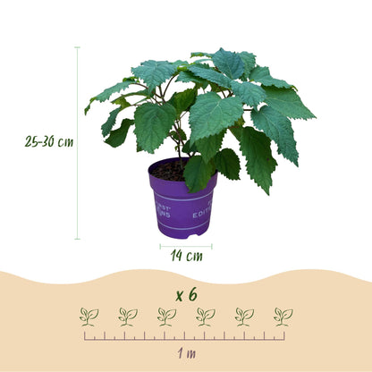 Green boutiQ - Gartenpflanze - Hydrangea arborescens FlowerWOW - Hortensie - Winterhart - Weiß - 1 Pflanze - Topf 14cm - Höhe 20-30cm 