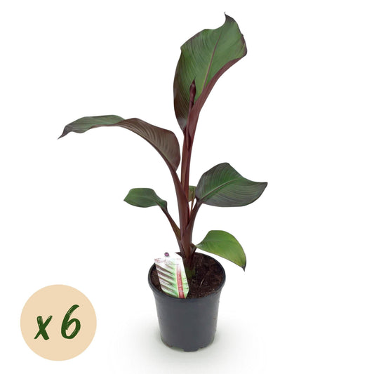 Bananenpflanze Ensete ventricosum Maurelli – Winterhart – 6 Pflanzen – Obstpflanze – Topf Ø17 cm, Höhe ca. 40 cm 