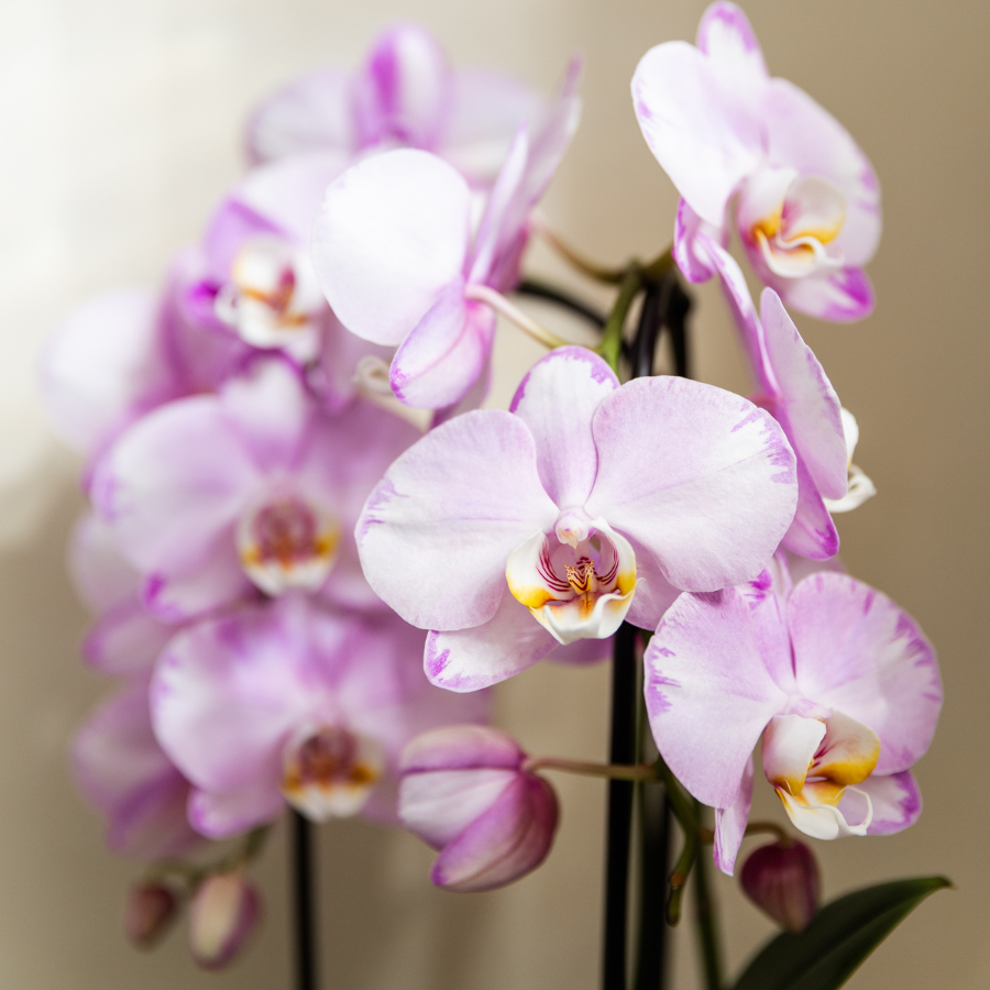 Kolibri Orchids | Rosa Niagara Falls Orchidee + Poppy Rosa Übertopf – Topfgröße Ø12 cm | Blühende Zimmerpflanze – Frisch vom Züchter 