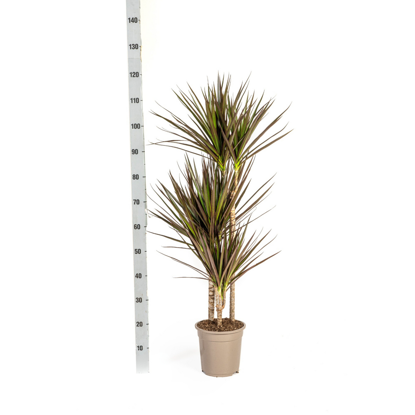Dracaena Marginata Magenta mit Korb Ø21cm - ↕110 - 130cm 