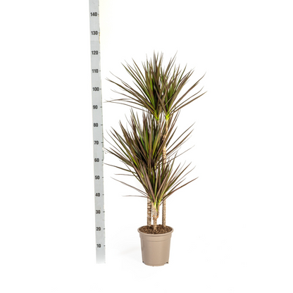 Dracaena Marginata Magenta mit Korb Ø21cm - ↕110 - 130cm 