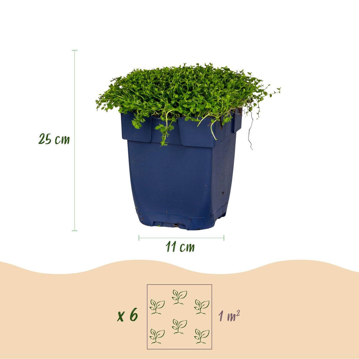 Sternmoos – Isotoma fluviatilis – 6 Pflanzen – Topf Ø11cm – Bienenfreundliche Staude für Garten & Balkon