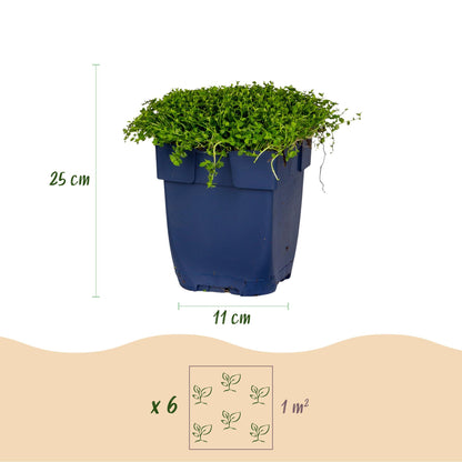 Sternmoos – Isotoma fluviatilis – 6 Pflanzen – Topf Ø11cm – Bienenfreundliche Staude für Garten & Balkon