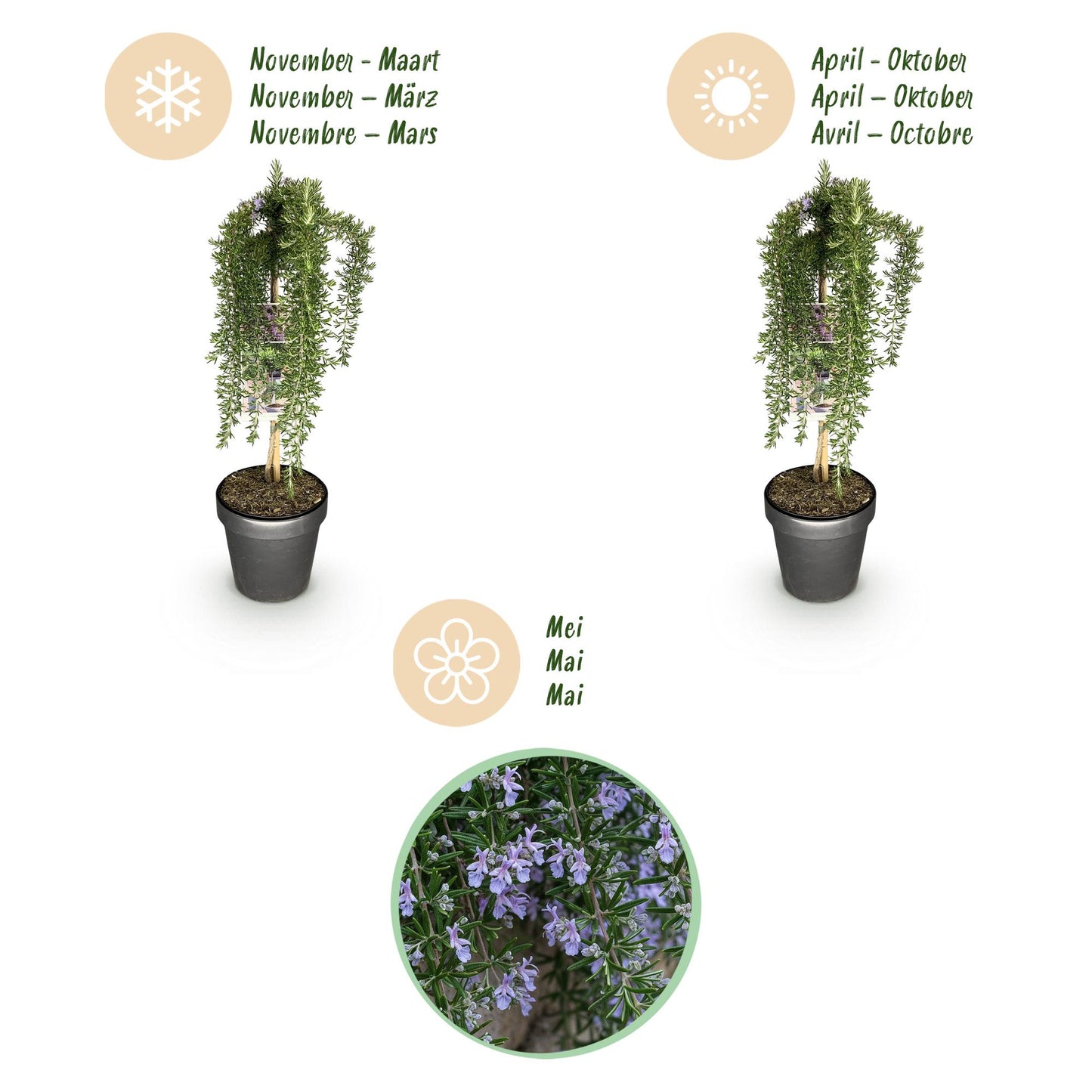 GreenboutiQ - Stamm-Pflanze - Rosmarinus officinalis Prostratus - Terrassenpflanze - Immergrün - Winterhart - Lila Blüte - Topf 19cm Höhe 90cm 