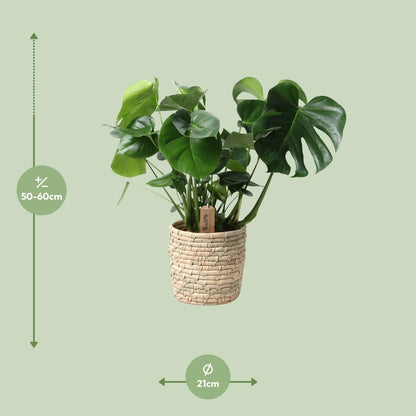 Monstera Deliciosa im Palmleaf Korb – Zimmerpflanze ca. 60cm – Ø21cm – Schweizer Käsepflanze mit durchbrochenem Laub – Tropischer Look & luftreinigend 