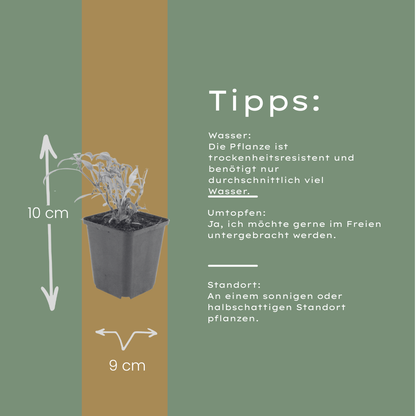 Centranthus ruber Coccineus – 6 Pflanzen – Rote Spornblume – 10-25cm – Ø9cm – Winterharte Staude für sonnige Standorte – Bienenfreundliche Gartenpflanze – Blühstauden im Topf