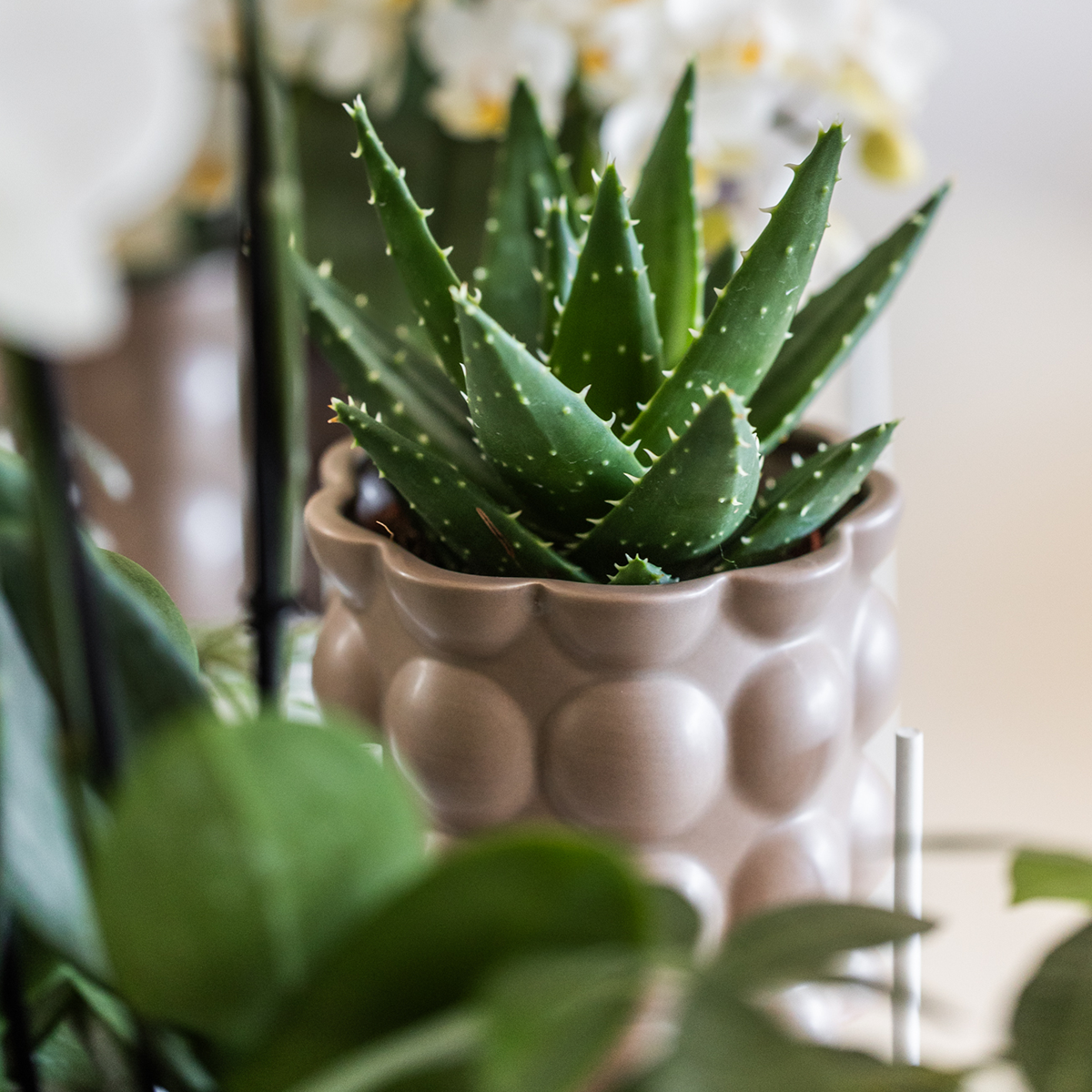 Kolibri Home | Cotton sierpot - Sand - Ø9cm 