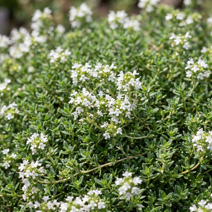 Kriech-Thymian 'Albiflorus' – Thymus praecox 'Albiflorus' – 6 Pflanzen – Topf Ø11cm – Staude für Garten & Balkon