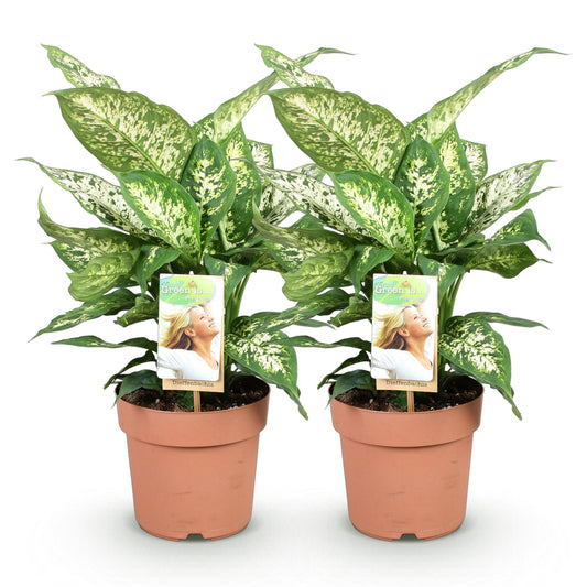 Green boutiQ - Zimmerpflanzen - Diefenbachia Compacta - Dieffenbachia - Pflegeleicht - Bunt - 2 Pflanzen - Topf 17cm - Höhe 45-50cm 