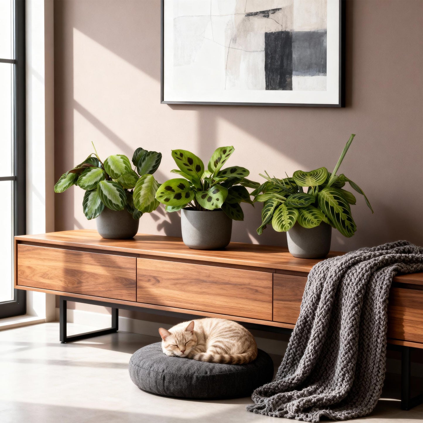 Green boutiQ - Zimmerpflanze - Marantha Silverband, Marantha Lemon Lime Marantha Kerchoveana - Gebetspflanze - Haustierfreundliche Pflanze - Grün - 3 Pflanzen - Topf 12cm - Höhe 25cm 