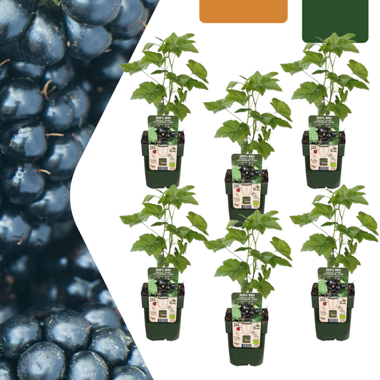 Bio Brombeere Rubus fruticosus – Biologische Brombeersträucher – Ø13cm – ↨20cm – 6 Pflanzen – Frostbeständig & Vieltragend – Für Balkon, Garten & Terrasse