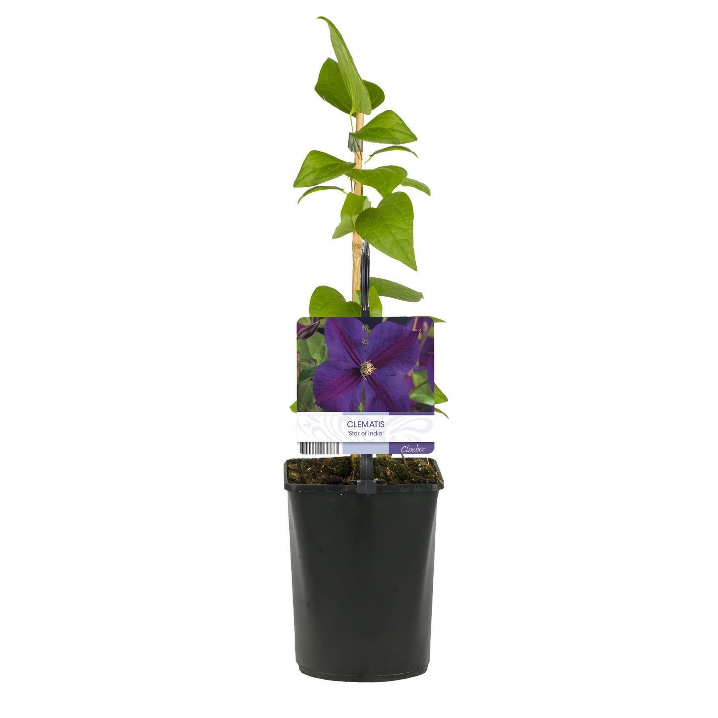 Kletterpflanze - Clematis Star of India - Blüte Rosa - Pflegeleicht - 2 Pflanzen - Topf 11cm Höhe 40cm