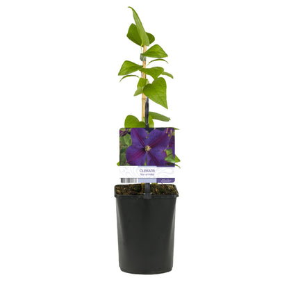 Kletterpflanze - Clematis Star of India - Blüte Rosa - Pflegeleicht - 2 Pflanzen - Topf 11cm Höhe 40cm