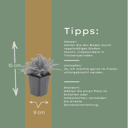 Dryopteris filix-mas 12 Pflanzen – Männerfarn Wurmfarn – 10-25cm – Ø9cm – Winterharter Gartenfarn für Schatten & Halbschatten – Zierfarn für Beet & Unterpflanzung