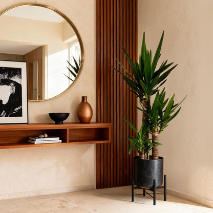 Palmlilie Yucca Elephantipes – 100cm – 21cm – Pflegeleichte Palmlilie mit langen, spitzen Blättern – Robuste, luftreinigende Zimmerpflanze für moderne & klassische Wohnräume 