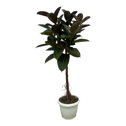 Gummibaum Ficus Elastica Robusta Stamm – Zimmerpflanze 140cm hoch – Ø27cm – Üppige, glänzende Blätter – Pflegeleicht & dekorativ 