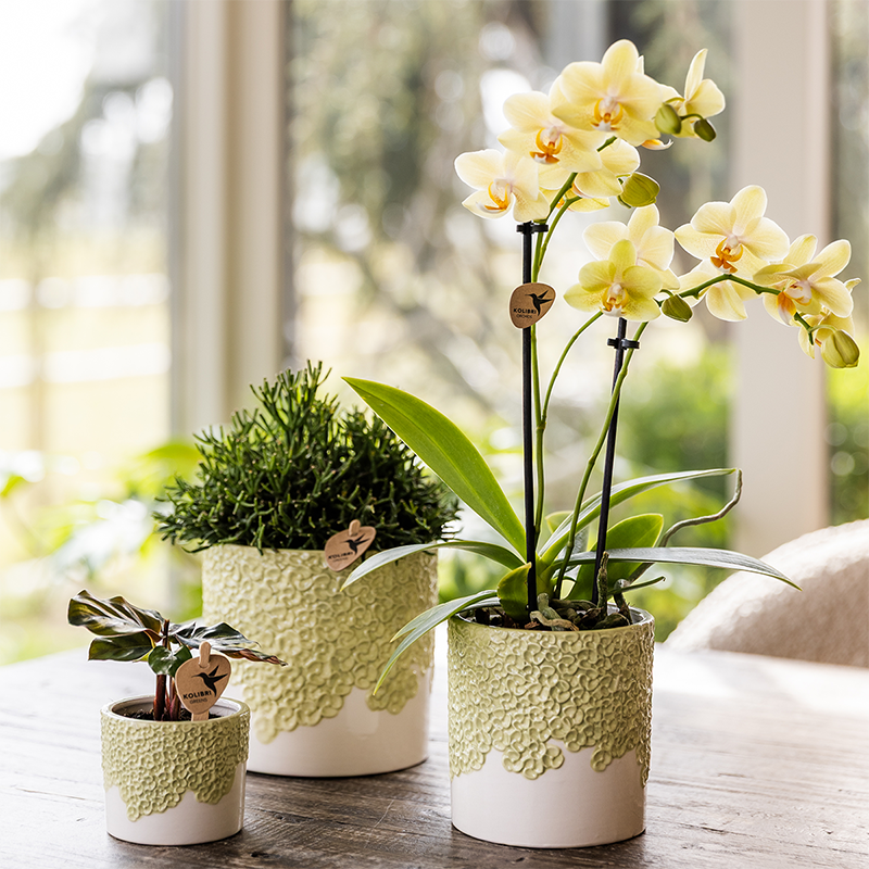 Kolibri Home | Bloom sierpot - Green - Ø6cm 