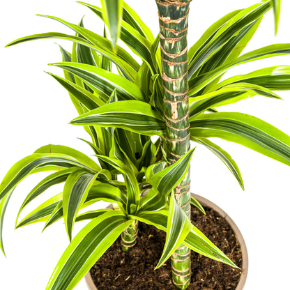 Drachenbaum Dracaena Deremensis Lemon Lime – Zimmerpflanze – Ø21cm – 90-110cm hoch – Schlanke grüne Blätter mit hellgrünem Rand – Pflegeleicht & dekorativ 