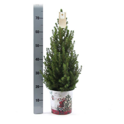 Kleine Weihnachtsbaum in Weihnachten Topf - 70 cm - Picae Glauca Conica - Standalone 