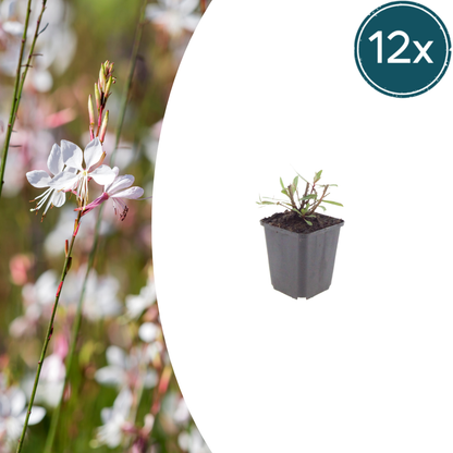 Gaura lindheimeri Whirling Butterflies – 12 Pflanzen – Ø9cm – Höhe 10-25cm – Prachtkerze – Reinweiße Blüten – Für Beet, Präriegarten & Kübel