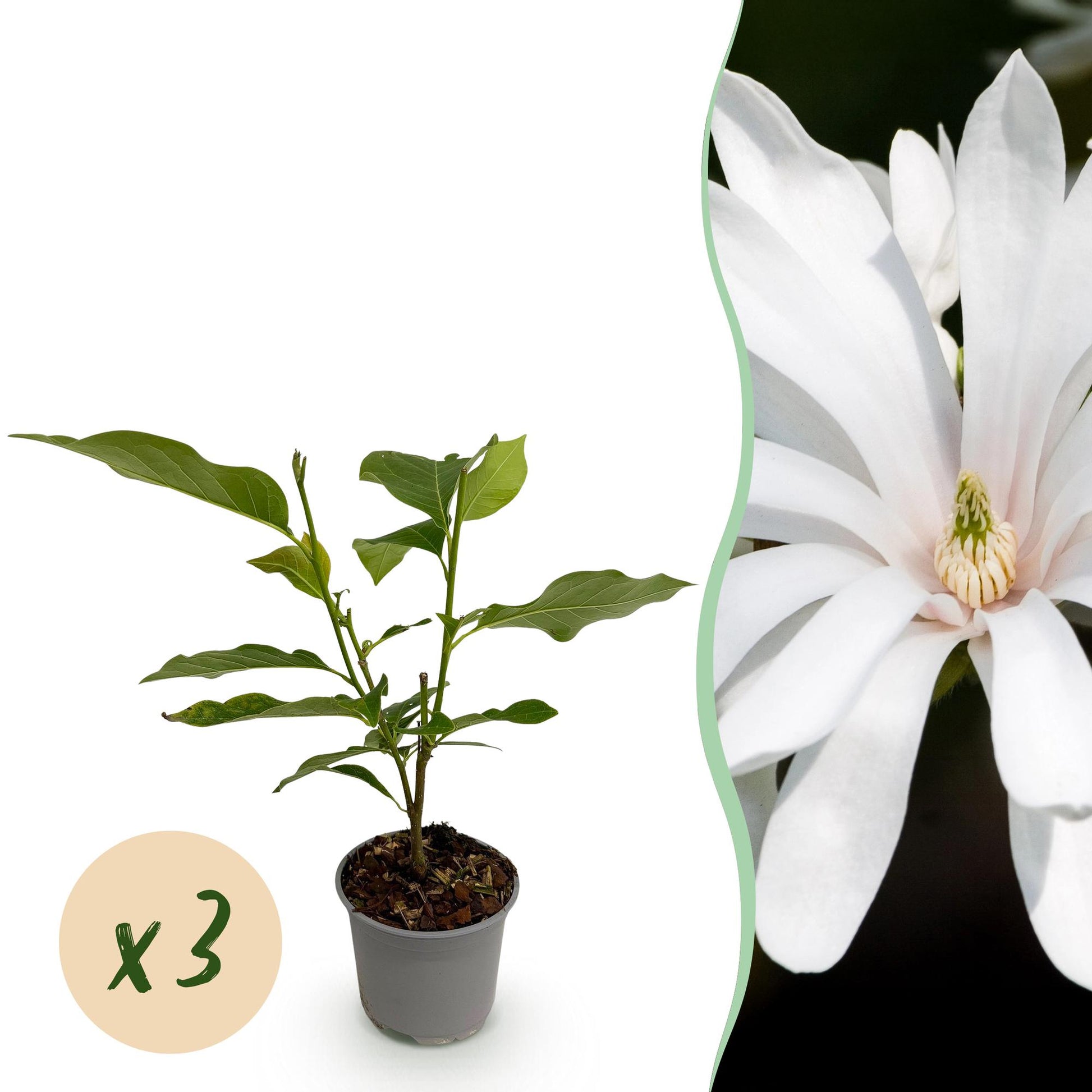 GreenboutiQ - Gartenpflanze - Magnolia stellata Royal Star - Blüte Weiß - 3 Pflanzen - Laubabwerfend - Wenig Pflege - Topf 12cm Höhe 30cm 