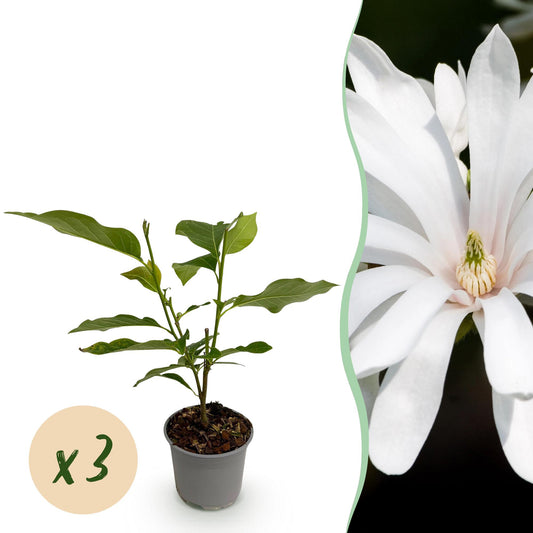 GreenboutiQ - Gartenpflanze - Magnolia stellata Royal Star - Blüte Weiß - 3 Pflanzen - Laubabwerfend - Wenig Pflege - Topf 12cm Höhe 30cm 