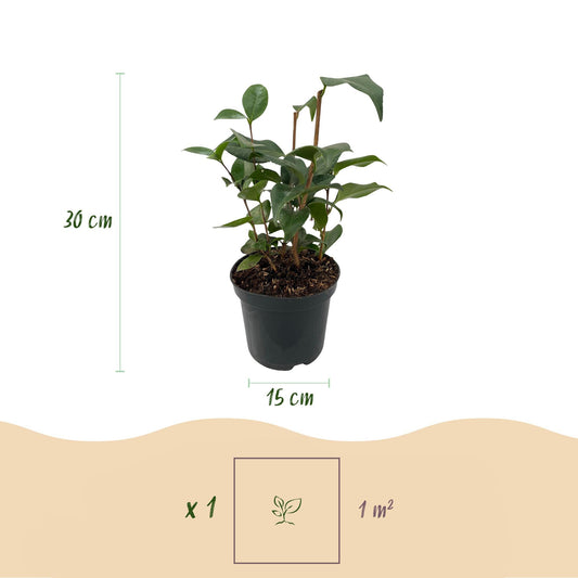 Kamelie Camellia japonica Tricolour – Strauch – Blüte Rosa, Weiß & Rot – Immergrün – 15cm Höhe 30cm – Für Garten & Terrasse 