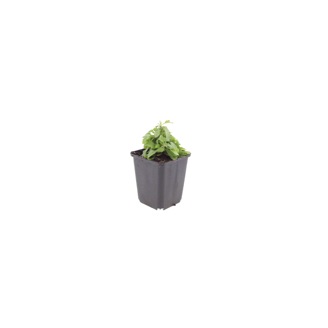 Gänseblümchen Erigeron karvinskianus – 6 Pflanzen – 10-25cm – Ø9cm – Langblühende Bodendecker Staude – Blühpflanze für Beet, 