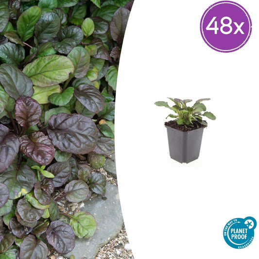 Ajuga reptans 'Catlin's Giant' – 48 Pflanzen – ↕10-25cm – Ø9cm – Bodendecker – Winterhart & Pflegeleicht – Schattentauglich – Bienenfreundlich