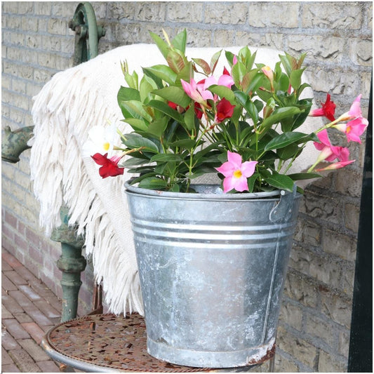 Kletterpflanze - Dipladenia Red - Mandevilla Red - Ø12 cm - ↕25 cm - 6 Stück