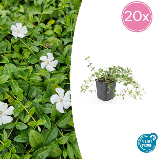 Kleines Immergrün Vinca minor 'Gertrude Jekyll' – ↕10-25cm – Ø9cm – 20 Pflanzen – Immergrüner Bodendecker mit weißen Blüten – Schattentauglich & pflegeleicht